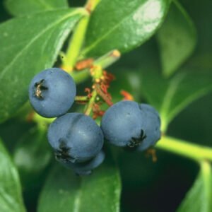 Ana Sayfa blueberries.jpg