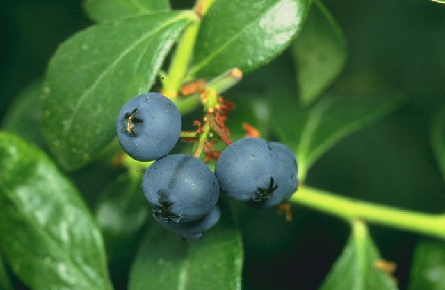 Ana Sayfa blueberries.jpg